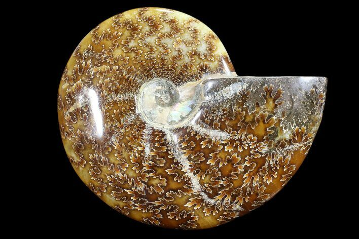 Polished, Agatized Ammonite (Cleoniceras) - Madagascar #88150